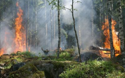 Gigantesque feu de forêt à Wanze