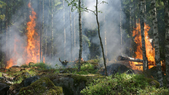 Gigantesque feu de forêt à Wanze